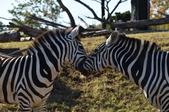 カジノ ホット ライン サポート